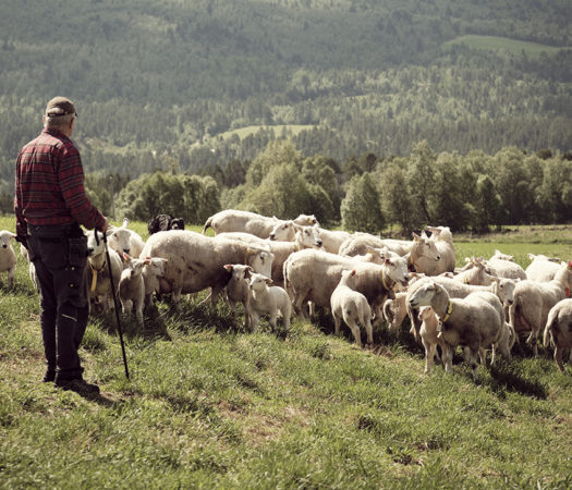 Foto: Sauemerkekampanje 2025/2026